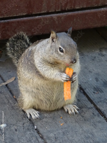 cute fat squirrel eating a carrot