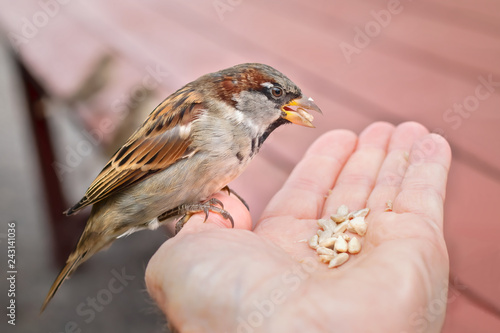 house sparrow sitting in human hand feeding on sunflower seeds © Per Grunditz