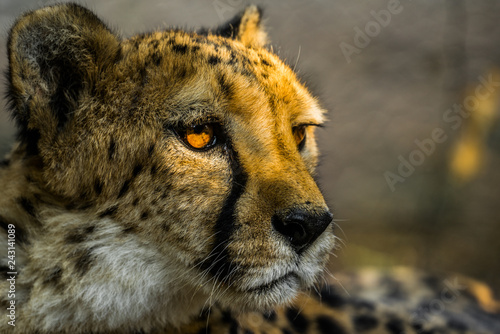 domesticated cheetah in Otjitotongwe Cheetah Guestfarm namibia photo