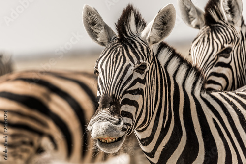 smiling zebra in etosha national park namibia
