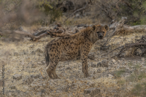 africa etosha hyena