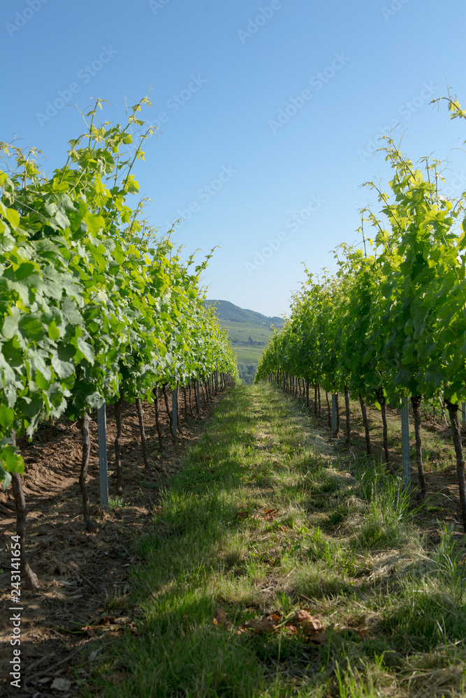 Wine fields wineyards germany