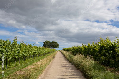 Wine fields wineyards germany