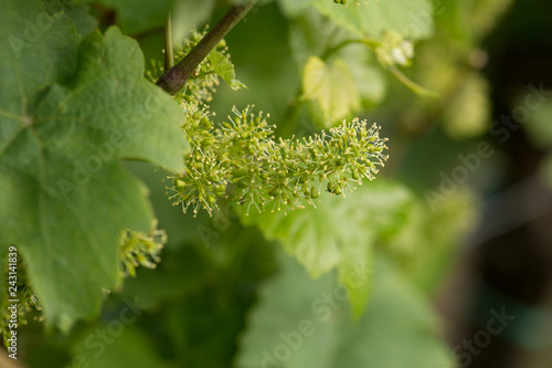 Wine leafs at spring