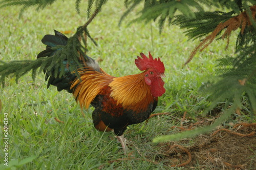 rooster on a farm