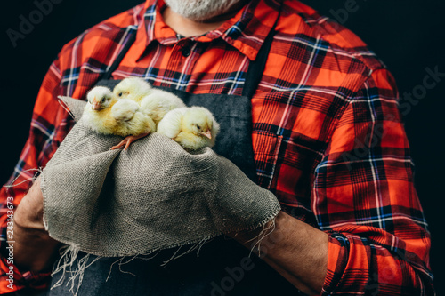 trender emotion. tenderness. man holding a nrw breed of chickens. close up cropped photo photo