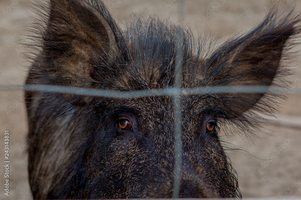 Wild boar in a cage behind a lattice. A wild pig in the forest. Animals in  a national park, in a zoo Stock Photo | Adobe Stock