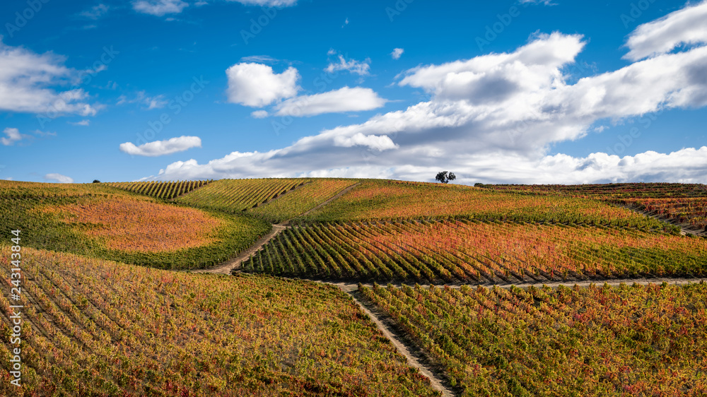 Highest Douro Wineyards