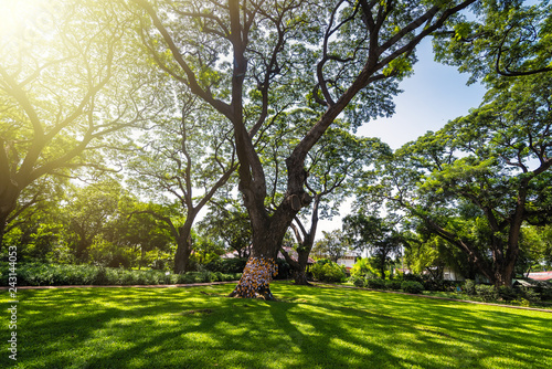 Fototapeta Naklejka Na Ścianę i Meble -  Old and giant big tree on a green field with sunlight afternoon.Thailand.