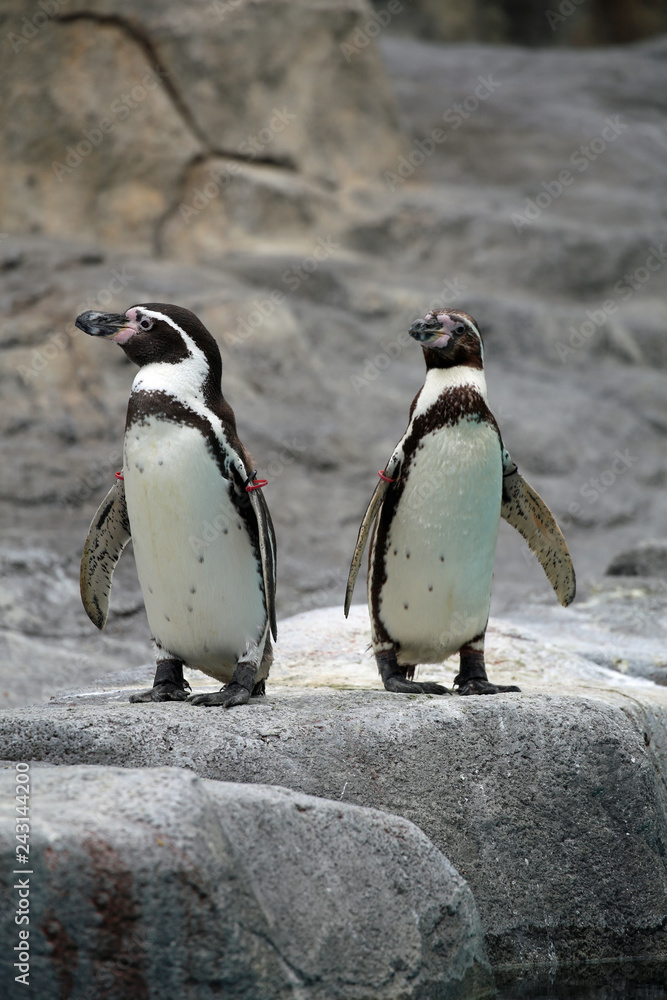 Naklejka premium 動物園のペンギン