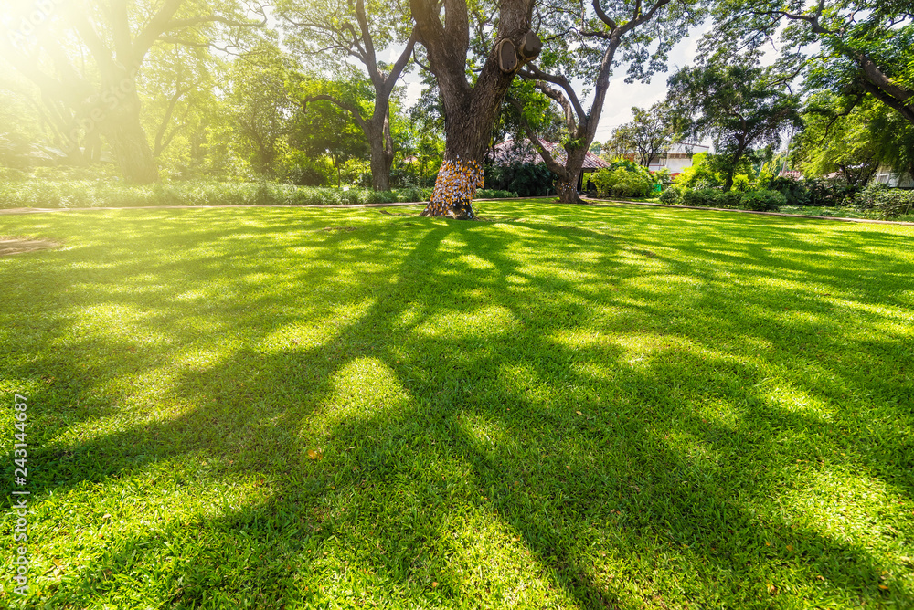 Fototapeta premium Old and giant big tree on a green field with sunlight afternoon.Thailand.