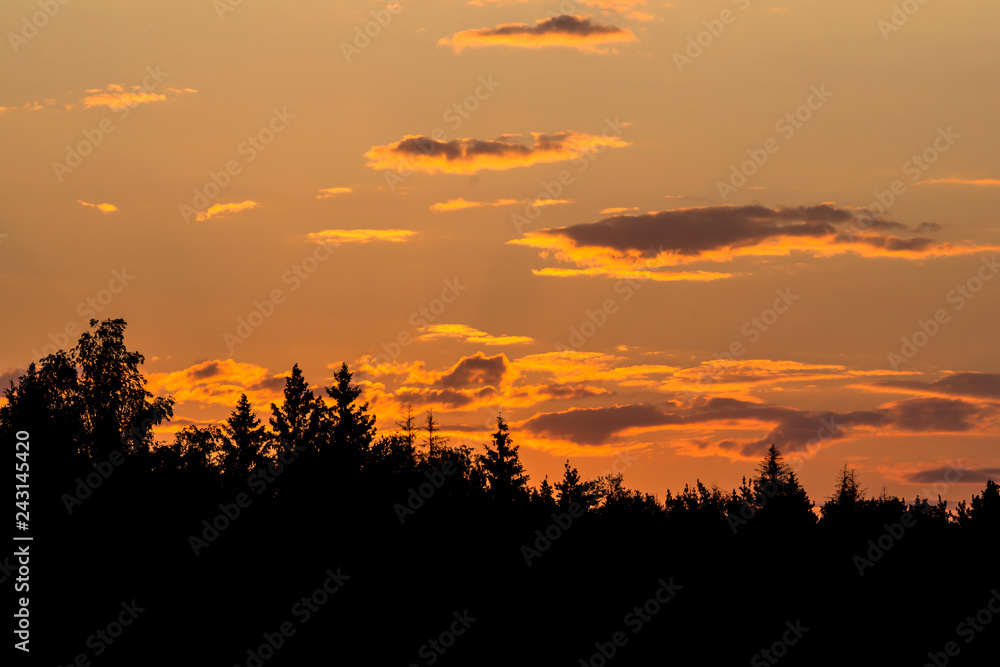 The dark silhouette of the spruce forest against an orange sunset