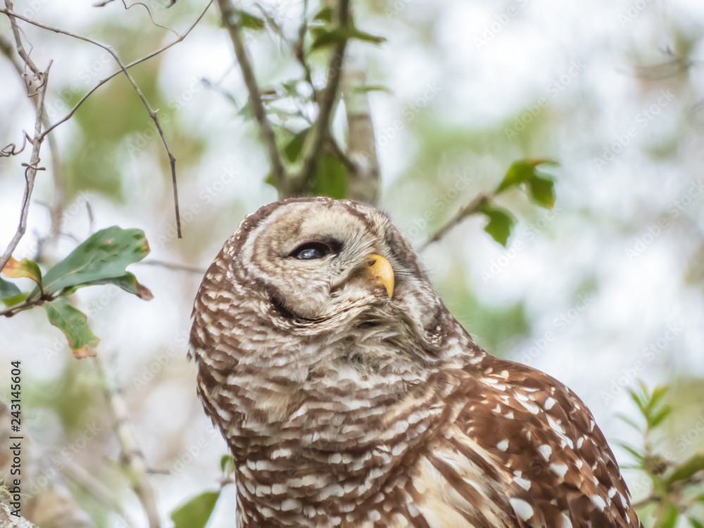 Fototapeta premium BARRED OWL