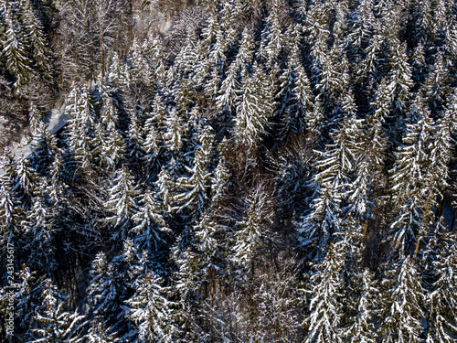 Winter landscape with snowy spruce trees