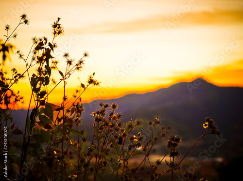 The nature of the countryside in the morning  the sunrise in the Phu Lanka mountains at Phayao  Thailand.