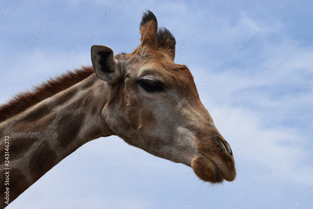 Close-up of a giraffe in South Africa