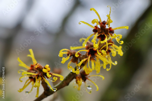 Hamamelis virginiana chunky yellow blossom on twig. Winter in Germany. Selected focus .