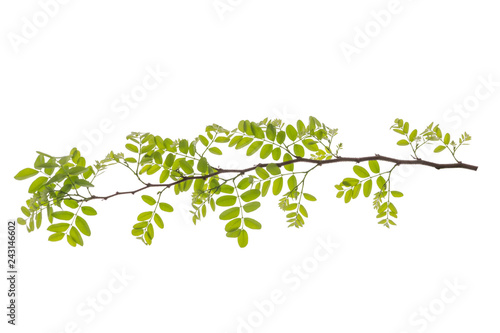 Monkey Flower Tree   Fire of Pakistan   and tree branch isolated on white background