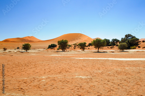 Dunes with acacia trees in the Namib desert / Dunes with acacia trees in the Namib desert, Namibia, Africa.