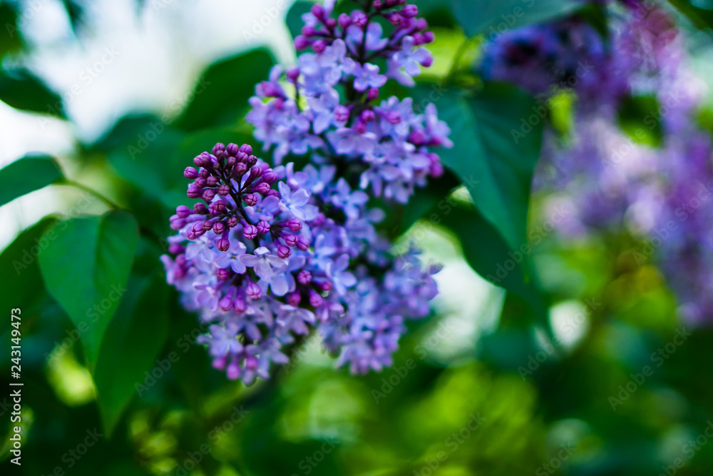 violet flower on green background violet flower on green background