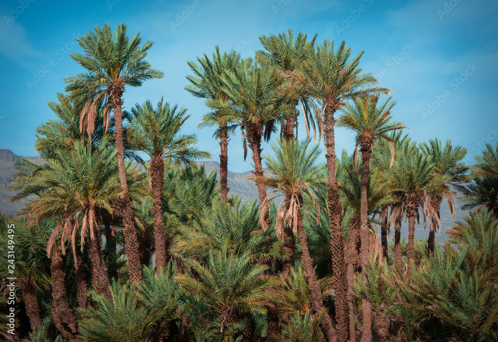 Paisaje de palmeras con colorido exótico, de postal