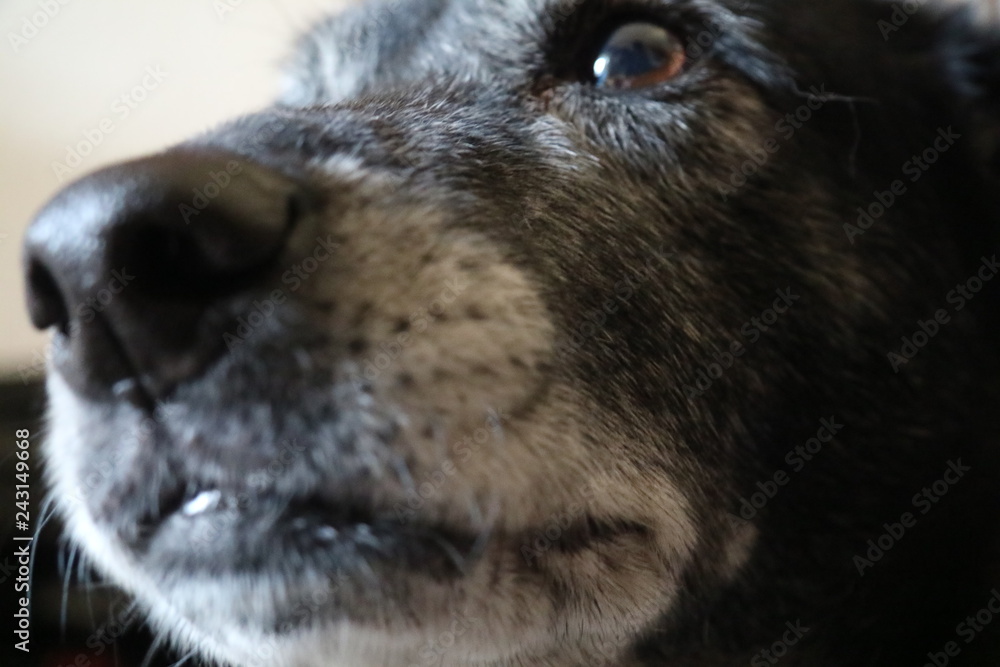 Fototapeta premium DOG