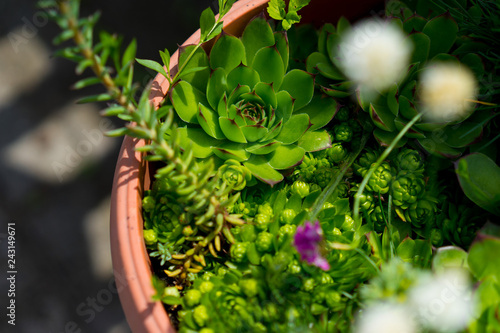 green plant in bowl © Alicja