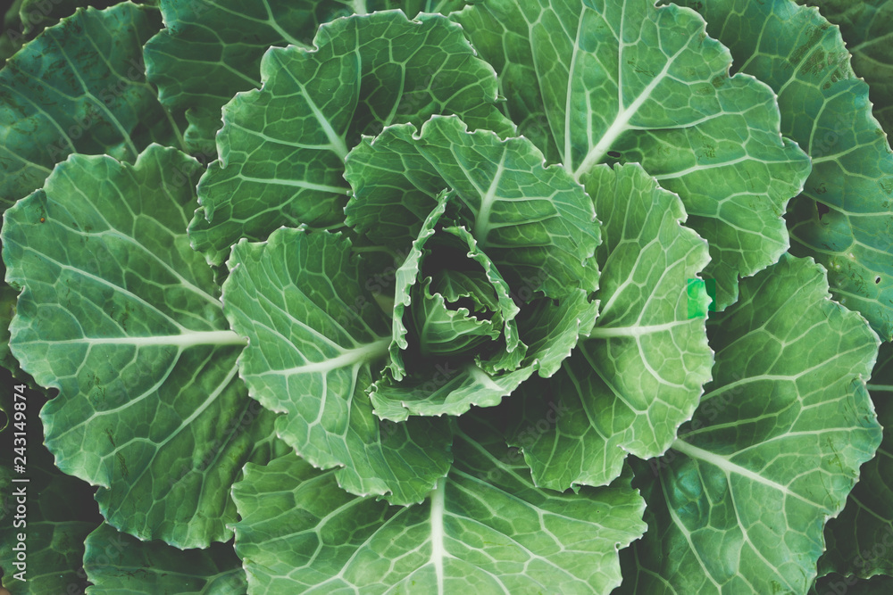 gardening Vegetable farming, organic cabbage cultivation gardening Vegetable farming, organic cabbage cultivation
