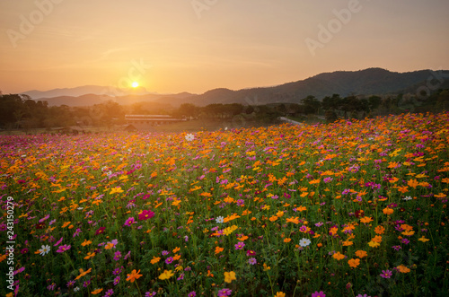 colorful cosmos flower field nature landscape spring sunset summer season beautiful mountain blooming environment floral countryside sunrise and sky scene outdoor background relaxation travel time.