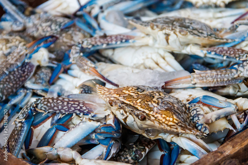 Raw fresh blue crabs for sale in fish market