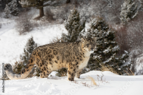 Rare  endangered  elusive Snow Leopard in cold winter snow scene