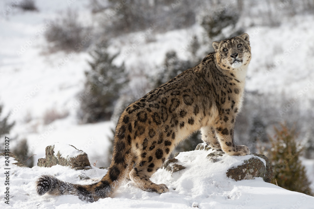 Rare, endangered, elusive Snow Leopard in cold winter snow scene Stock ...