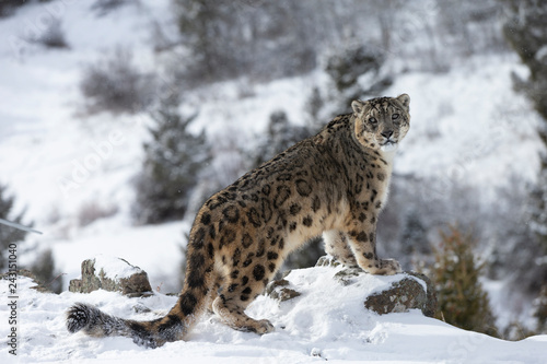 Rare, endangered, elusive Snow Leopard in cold winter snow scene