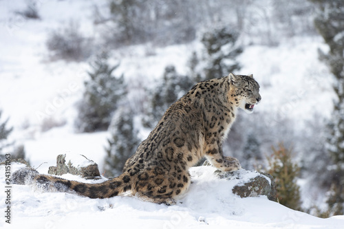 Rare  endangered  elusive Snow Leopard in cold winter snow scene
