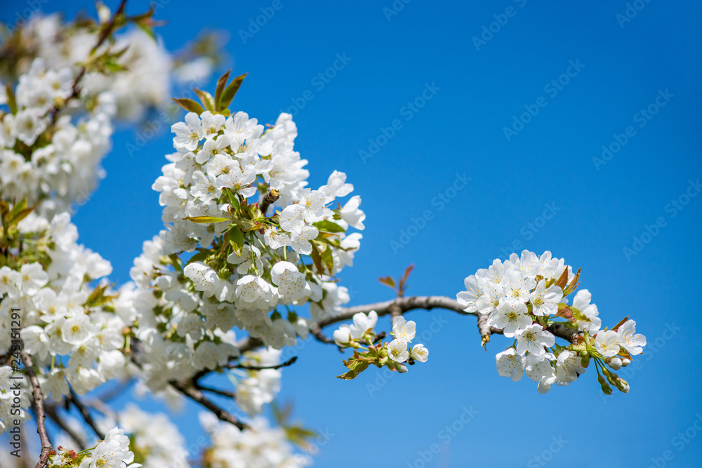 Blooming branches of cherry against the blue sky - copy space