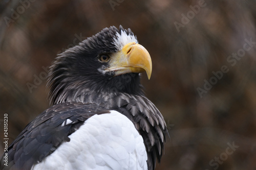 Steller s sea eagle  Haliaeetus pelagicus 