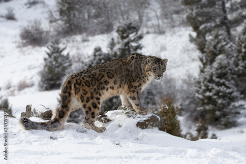 Rare, endangered, elusive Snow Leopard in cold winter snow scene © Dennis Donohue