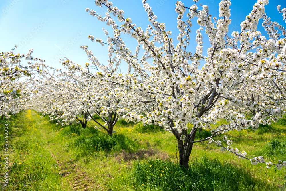 Rows of beautifully blossoming in white cherry trees on a green lawn in spring