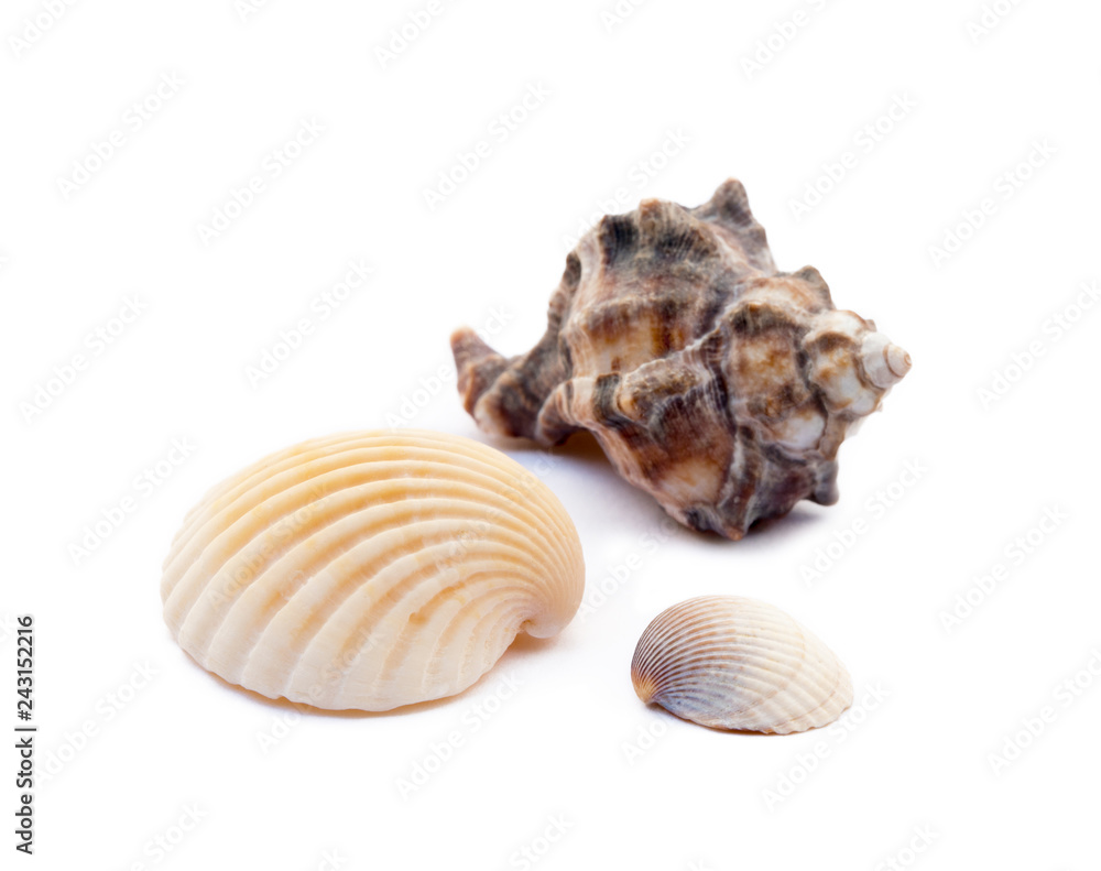 Exotic sea shells isolated on white background Exotic sea shells isolated on white background