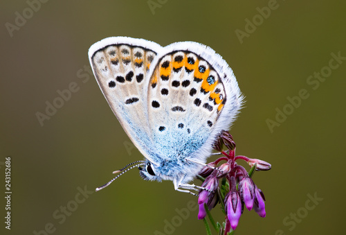 Wallpaper Mural Silver studded blue butterfly Torontodigital.ca