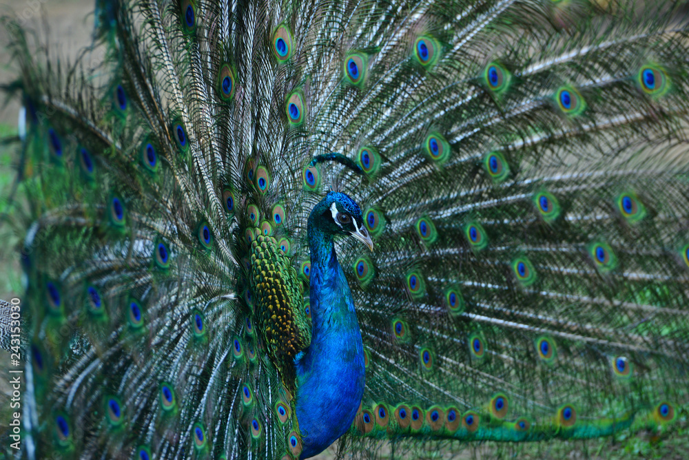 Fototapeta premium Peacock in his beautiful dress of colors