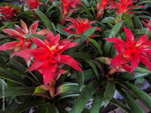 Close up of bright red flowers of Guzmania lingulata © Sharoh