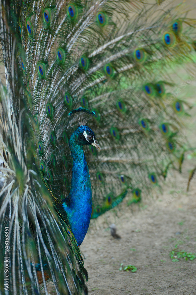 Obraz premium Peacock in his beautiful dress of colors