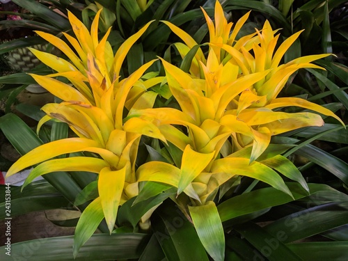 Close up of bright yellow flowers of Guzmania lingulata photo