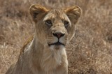 Lionne de Tanzanie