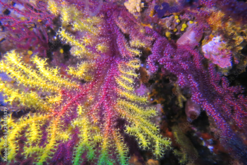 Obraz premium Corals