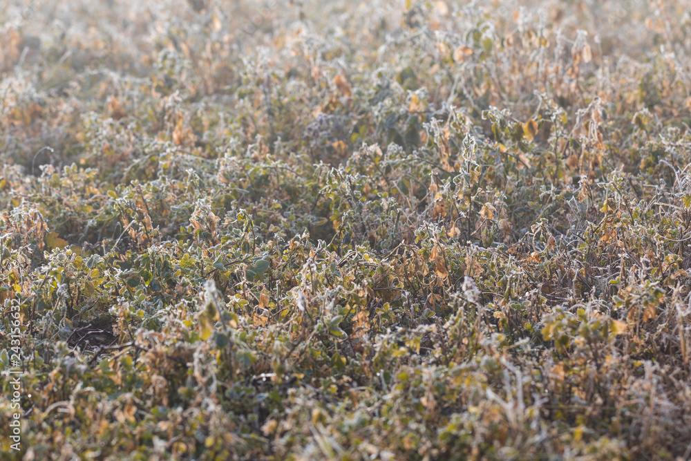 selective focus on field covered with hoarfrost