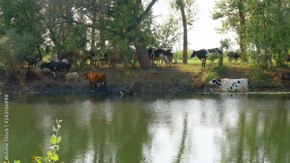 Cows stand in the water on a hot day escaping from the heat. Camera panning Cows stand in the water on a hot day escaping from the heat. Camera panning