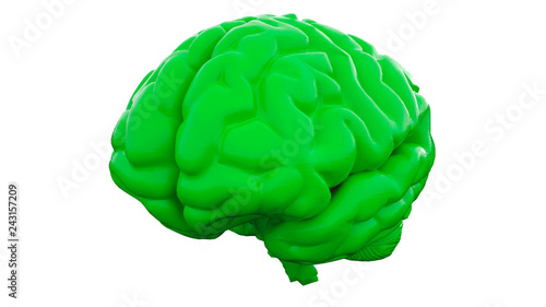 Green Human brain on white background. Anatomical Model, 3d illustration