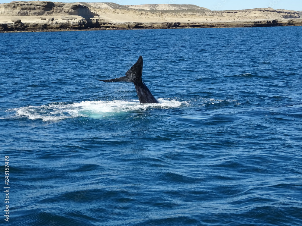 Fototapeta premium Baleine franche australe
